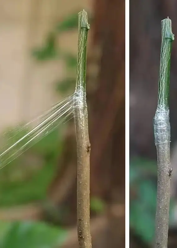 PVC Electrostatic (1)qej